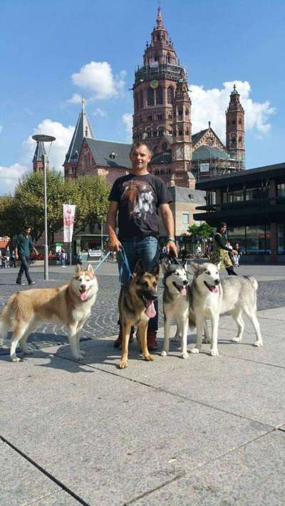 Husky-Beitrag-Bild