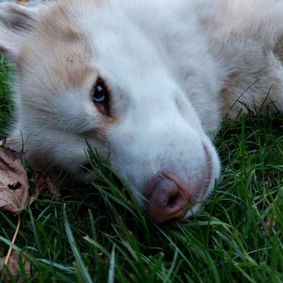 Hundetreffen-Nach Absprache-Bild