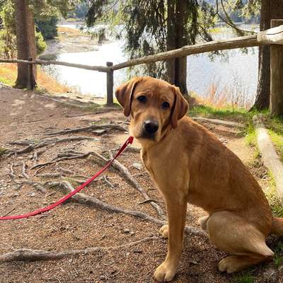 Hundetreffen-Playdate-Bild