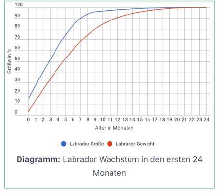 Labrador - Größe und Gewicht-Beitrag-Bild