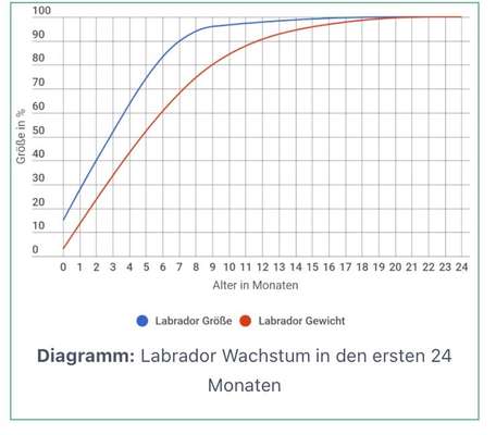 Labrador - Größe und Gewicht-Beitrag-Bild