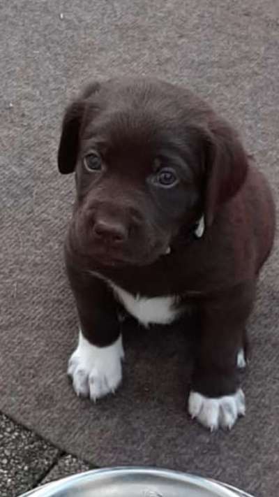 Welpen Bilder !-Beitrag-Bild