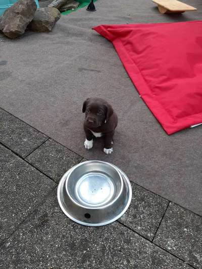 Welpen Bilder !-Beitrag-Bild