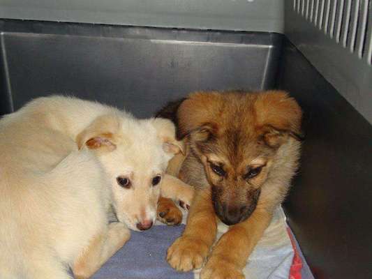 Das erste Bild eures Hundes-Beitrag-Bild