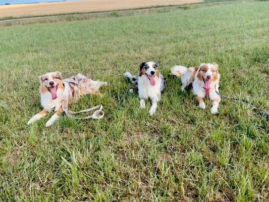 Hundetreffen-Aussie/ Aussie Mix Treff in Zwickau-Bild