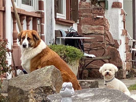 Dogorama Photo Challenge - Die besten Hundebuddys-Beitrag-Bild