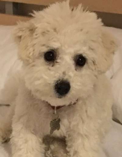 Die besten Hundeblicke 🐾❤️-Beitrag-Bild