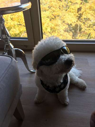 Dogorama Photo Challenge - Tre Chic!-Beitrag-Bild