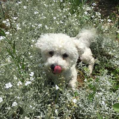 Fotochallenge Nr. 59 - Mein Hund zeigt die Zunge-Beitrag-Bild