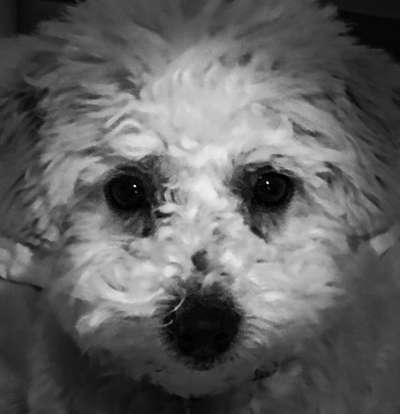 Foto-Challenge 76: Foto in Schwarz-Weiss-Beitrag-Bild