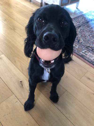 Suche Welpen Working cocker spaniel-Beitrag-Bild