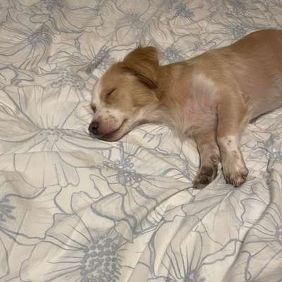 Hundetreffen-Gemeinsames Gassi gehen in Rüsselsheim ☺️-Bild