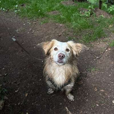 Hundetreffen-Gassigehen/Playdate 💞-Bild