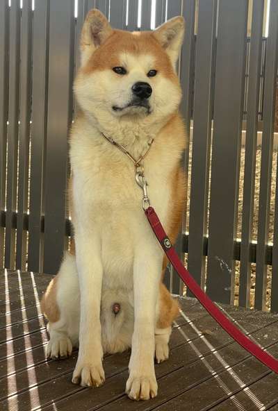 Akita Inu/American Akita (Mix) halter.-Beitrag-Bild