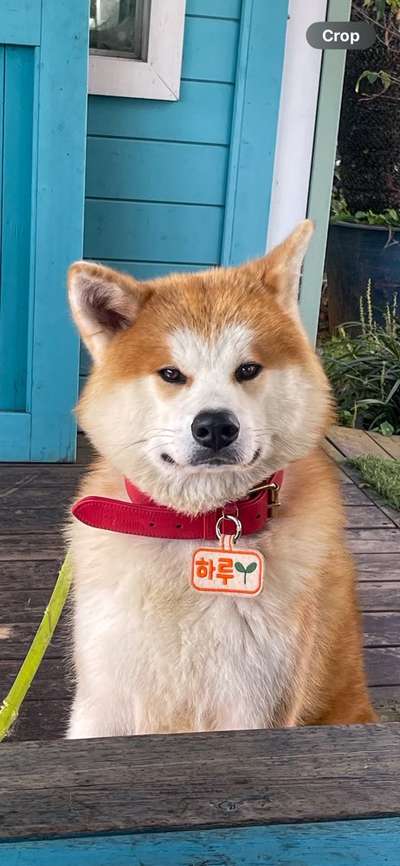 Shiba - Eltern-Beitrag-Bild