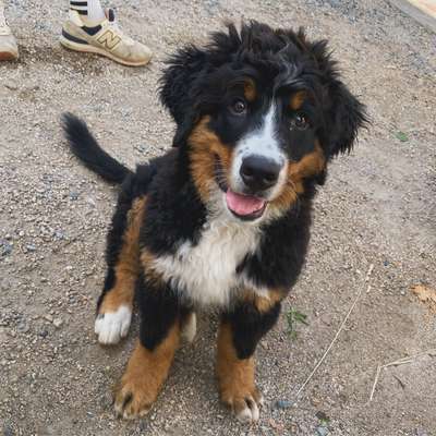 Berner Sennen-Beitrag-Bild