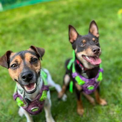 Hundetreffen-Gassi / Spiel Runden in Essen Berdingrade-Bild