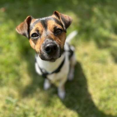 Hundetreffen-Welpentreff in Essen Berdingrade-Bild