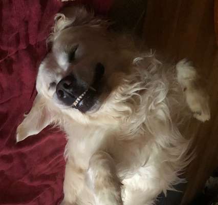 Zeige das lustigste Bild eures Hundis-Beitrag-Bild