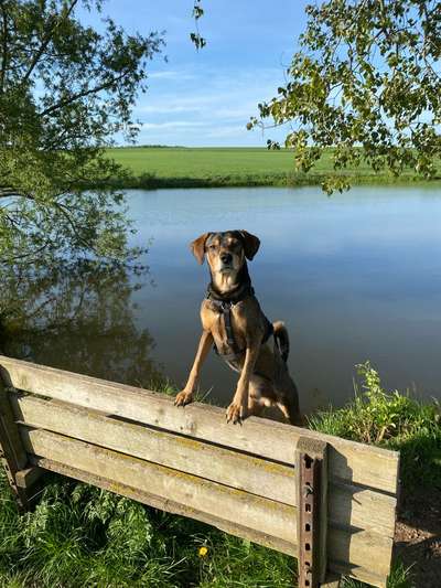 Dogorama Photo Challenge - Gassipause-Beitrag-Bild