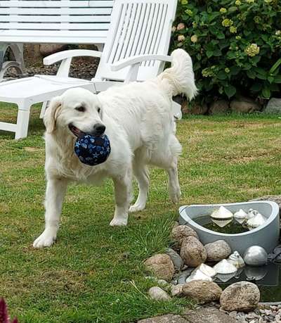 43. Fotochallenge-Zeigt mir eure Ball oder Frisbee verrueckten Hunde-Beitrag-Bild