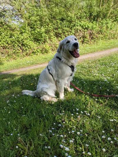 Die Dogorama Monats Challenge "Es grünt und blüht"-Beitrag-Bild