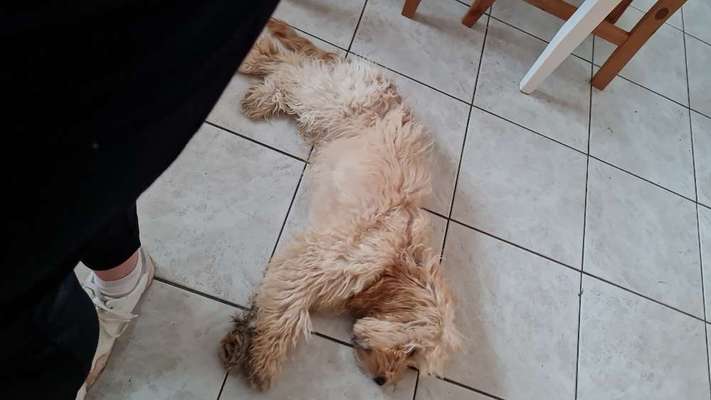 Mischlinge raten - Rätselspaß-Beitrag-Bild