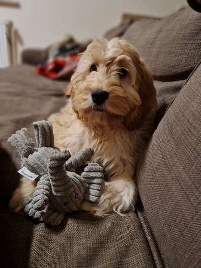 Cockerpoo (Englischer Cockerspaniel +Pudel)-Beitrag-Bild