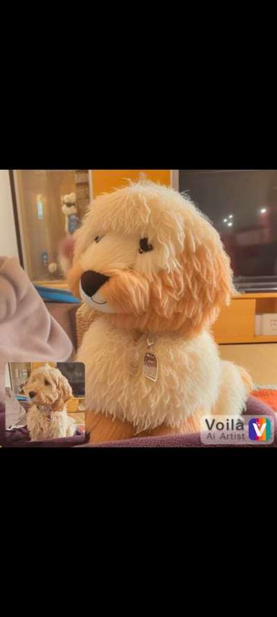 Voila app Bilder-Beitrag-Bild