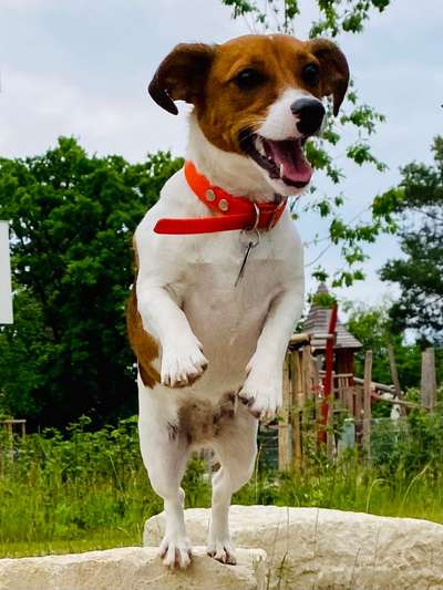 61. Handyfotochallenge - der springende Hund-Beitrag-Bild