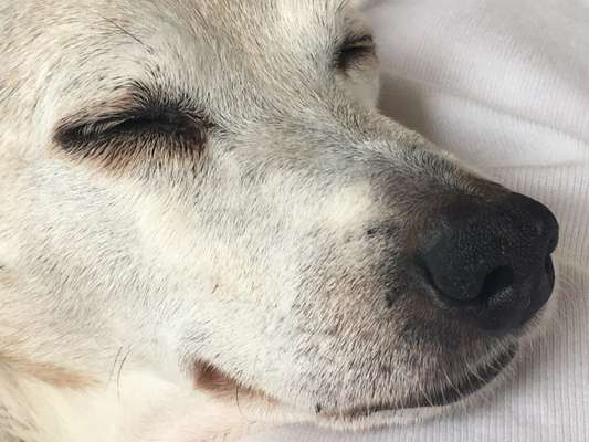 Zeigt mir die tollste Nahaufnahme von eurer Fellnase-Beitrag-Bild