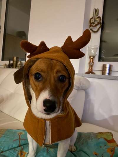 Dogorama Photo Challenge - Hundeblick zum hinschmelzen-Beitrag-Bild