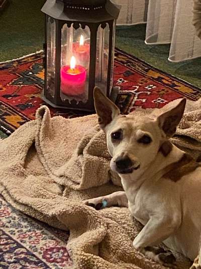 Dogorama Photo Challenge - Hundeblick zum hinschmelzen-Beitrag-Bild