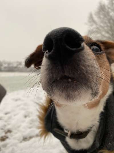 Zeigt mir die tollste Nahaufnahme von eurer Fellnase-Beitrag-Bild