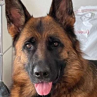 aktuelles Foto Gruppe Wurfgeschwister finden