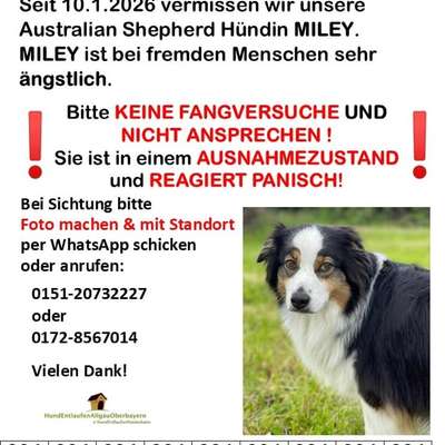 Suchmeldung-Miley-Bild