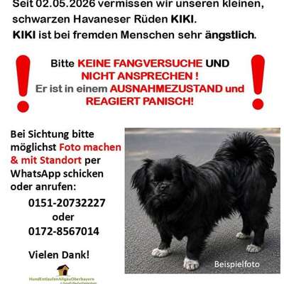 Suchmeldung-Kiki/ Kiko-Bild