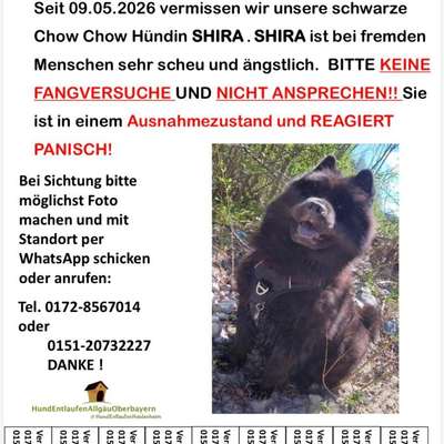 Suchmeldung-Shira-Bild