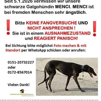 Suchmeldung-Menci-Bild