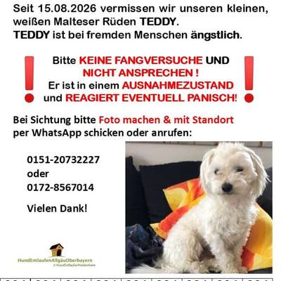 Suchmeldung-Teddy-Bild