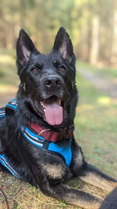 Holländische Schäferhunde-Beitrag-Bild