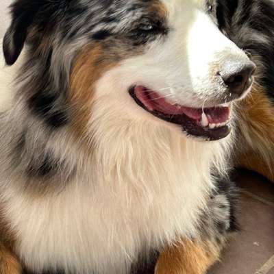 Hundetreffen-Fellfreunde für Spaß und Training-Bild