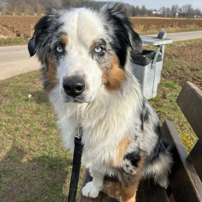 Hundetreffen-Fellfreunde für Spiel und Spaß-Bild