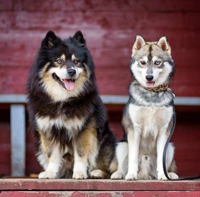 Pomsky-Beitrag-Bild