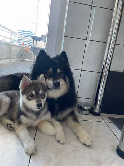 Mischlinge raten - Rätselspaß-Beitrag-Bild