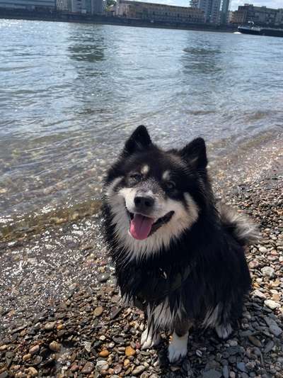 Mischlinge raten - Rätselspaß-Beitrag-Bild