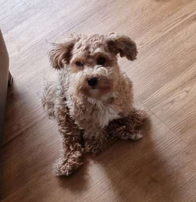 Havaneser-Beitrag-Bild