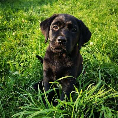 Hundetreffen-Welpentreffen Minden und Bad Oeynhausen-Bild