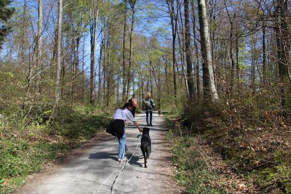 Hundetreffen-Hundebegegnungen-Bild