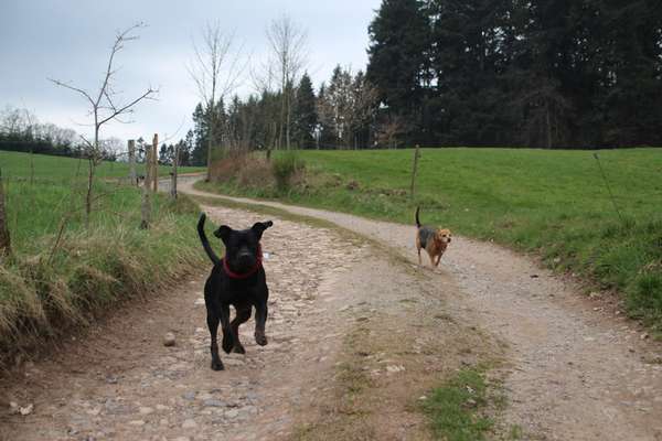 Hundetreffen-Hundebegegnungen und Social Walk-Bild